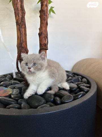 תמונת מודעה - חיות מחמד