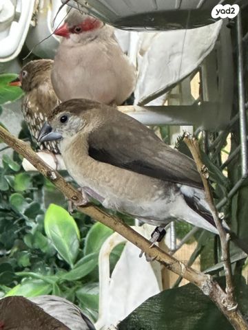 תמונת מודעה - חיות מחמד