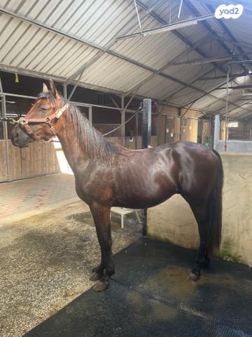 תמונת מודעה - חיות מחמד