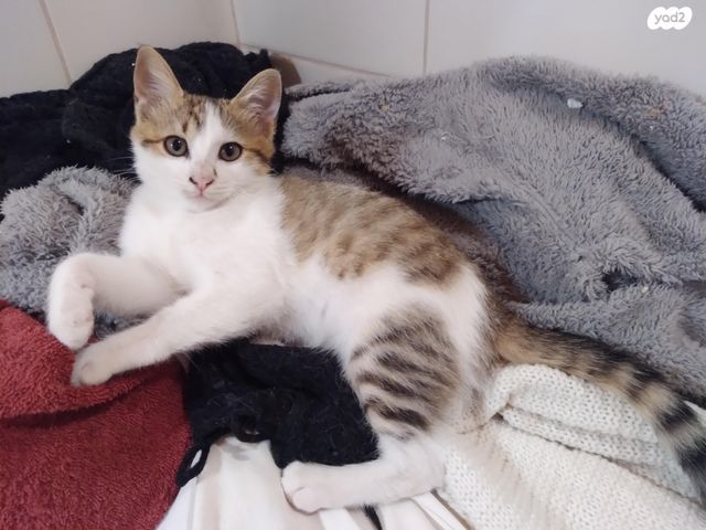 תמונת מודעה - חיות מחמד