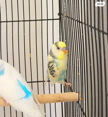 תמונת מודעה - חיות מחמד