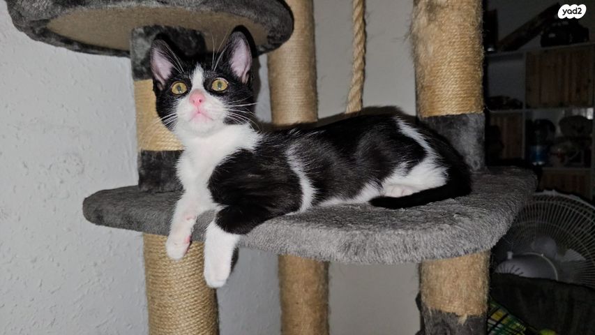 תמונת מודעה - חיות מחמד