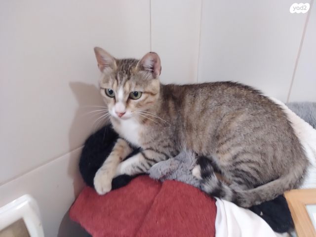 תמונת מודעה - חיות מחמד