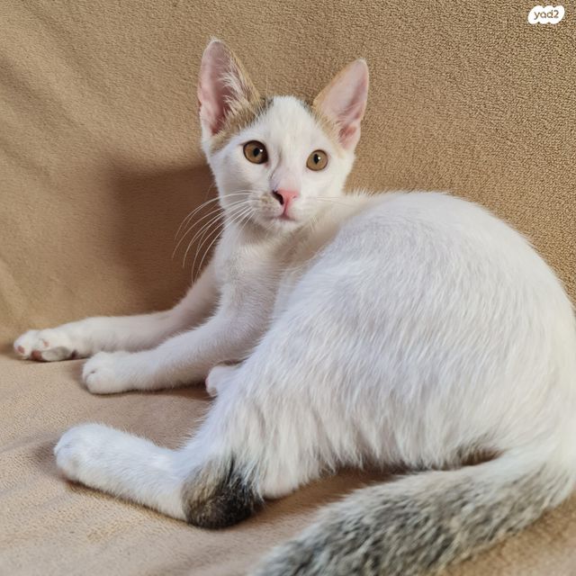 תמונת מודעה - חיות מחמד