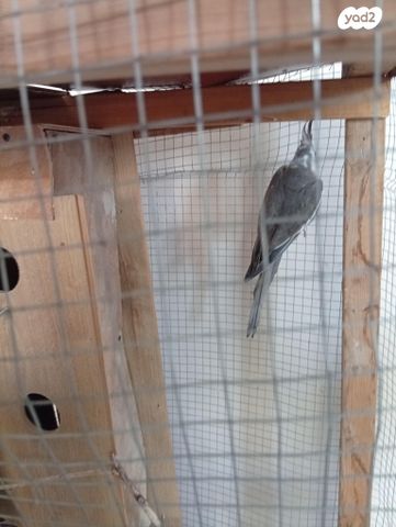 תמונת מודעה - חיות מחמד