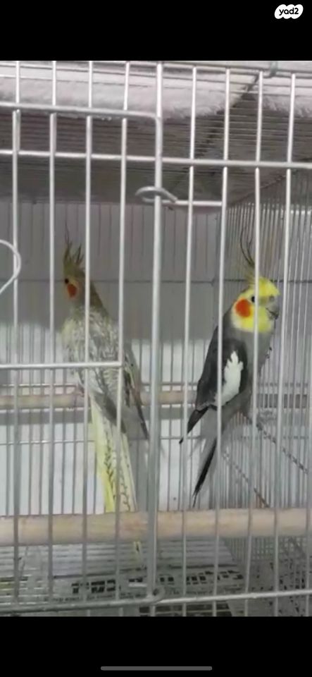 תמונת מודעה - חיות מחמד