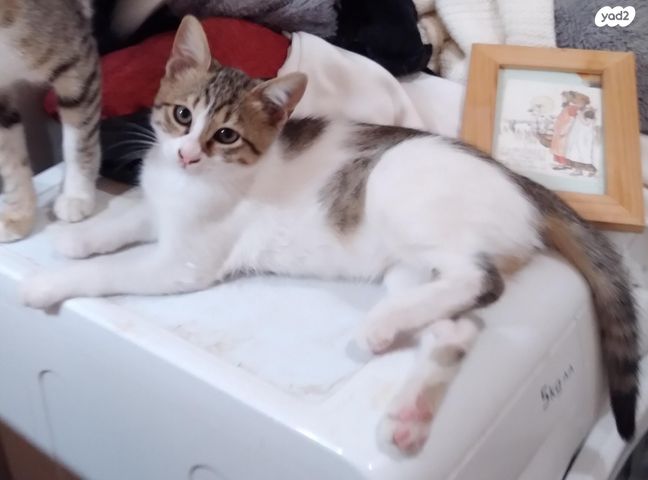 תמונת מודעה - חיות מחמד