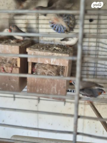 תוכי פינקים