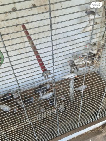 תוכי פינקים