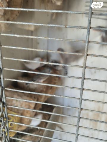 תוכי פינקים