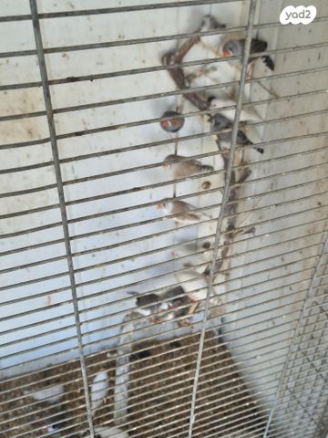 תוכי פינקים