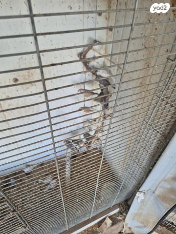 תוכי פינקים