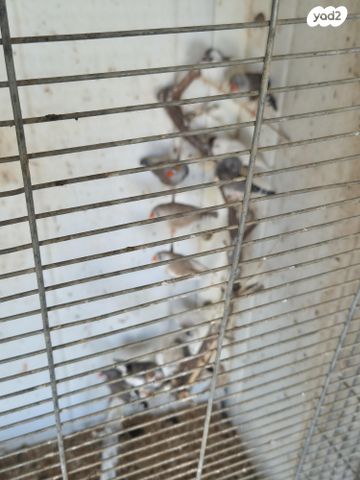 תוכי פינקים