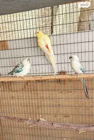 תמונת מודעה - חיות מחמד