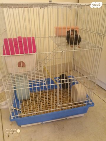 תמונת מודעה - חיות מחמד