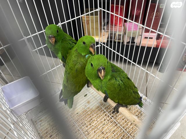 תמונת מודעה - חיות מחמד