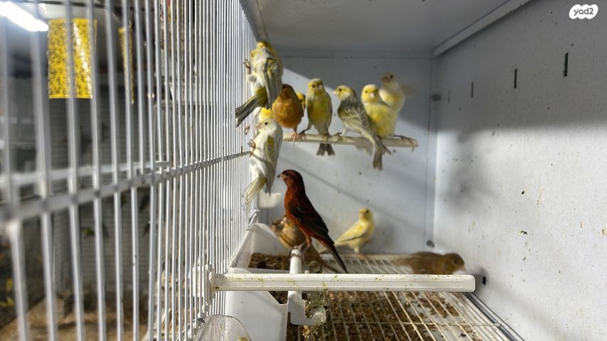 תמונת מודעה - חיות מחמד