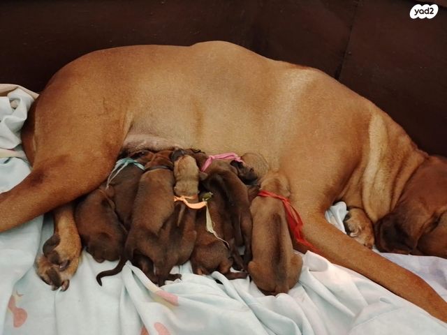 תמונת מודעה - חיות מחמד