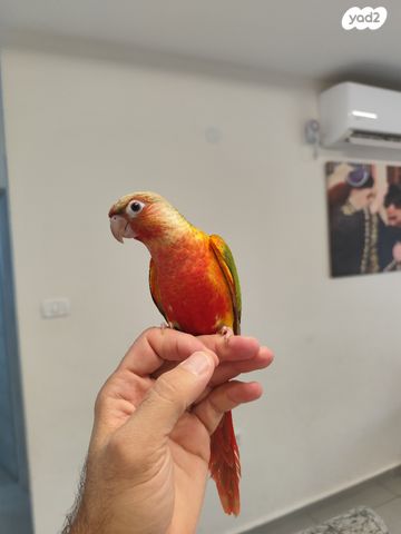 תמונת מודעה - חיות מחמד