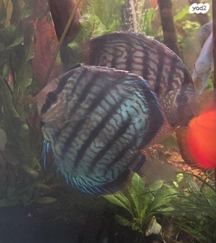 תמונת מודעה - חיות מחמד