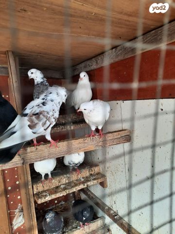 תמונת מודעה - חיות מחמד