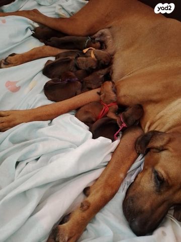 כלב ריצבק רודזיאן