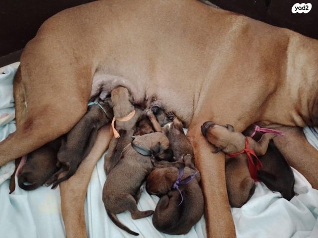 כלב ריצבק רודזיאן