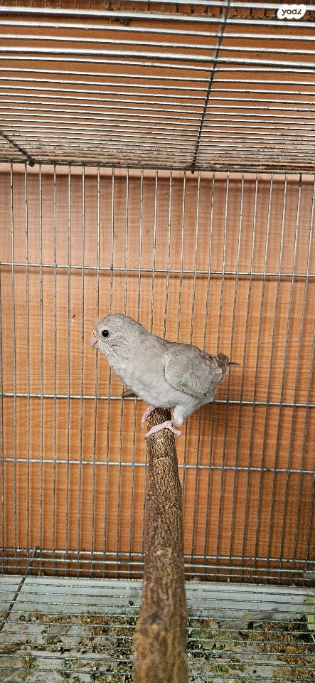 תוכי פרקיטים אוסטרלים