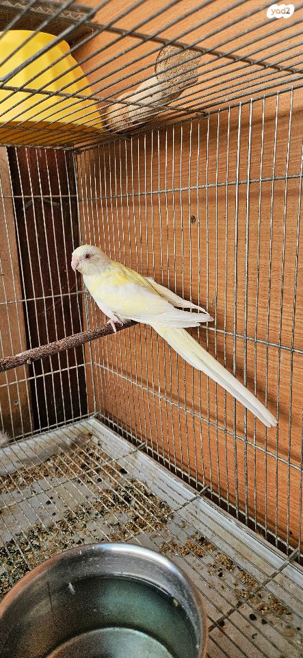 תוכי פרקיטים אוסטרלים