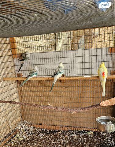 תוכי פרקיטים אוסטרלים