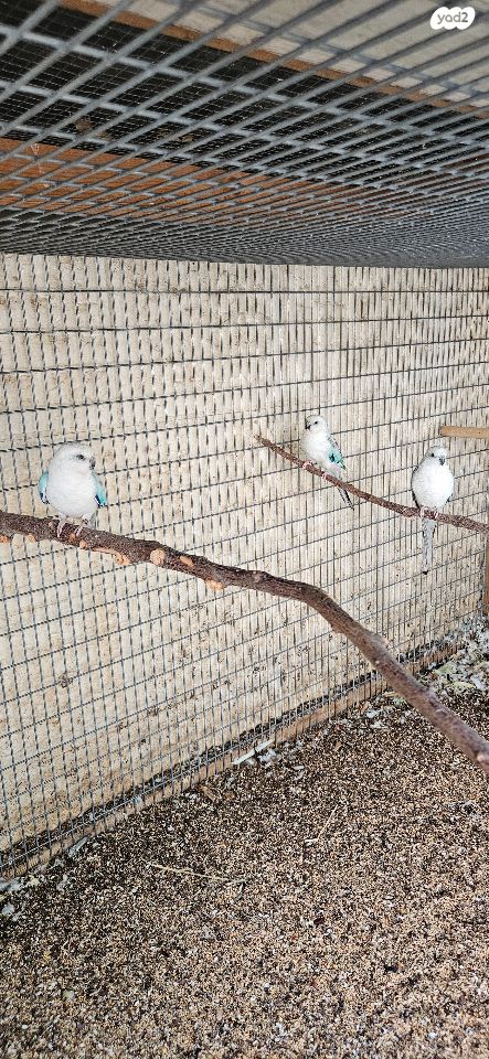 תוכי פרקיטים אוסטרלים