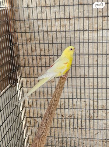 תוכי פרקיטים אוסטרלים