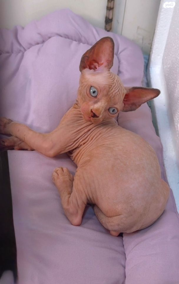 חתול ספינקס