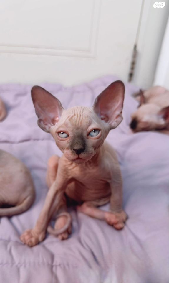 תמונת מודעה - חיות מחמד