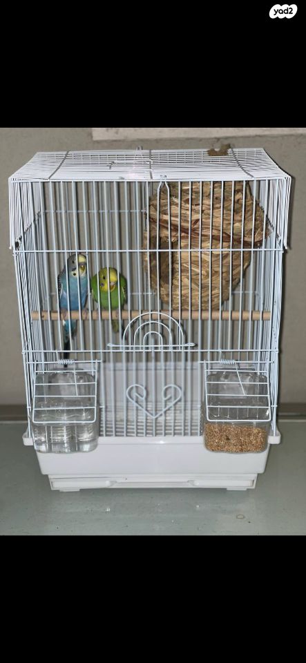 תמונת מודעה - חיות מחמד