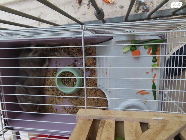 תמונת מודעה - חיות מחמד