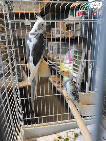 תמונת מודעה - חיות מחמד