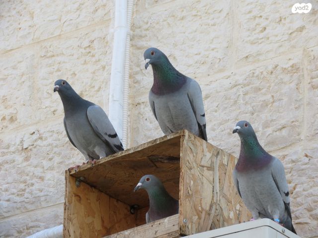 תמונת מודעה - חיות מחמד