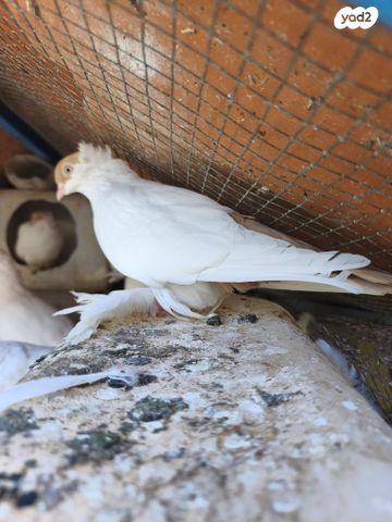 תמונת מודעה - חיות מחמד