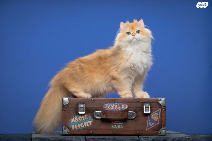 תמונת מודעה - חיות מחמד