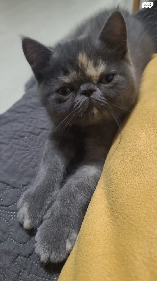 חתול אקזוטי קצר שיער