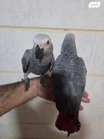 תוכי אקלקטוס