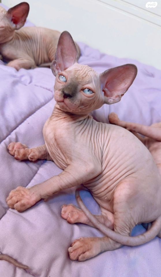 חתול ספינקס