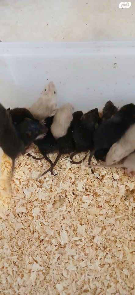 מכרסם חולדה