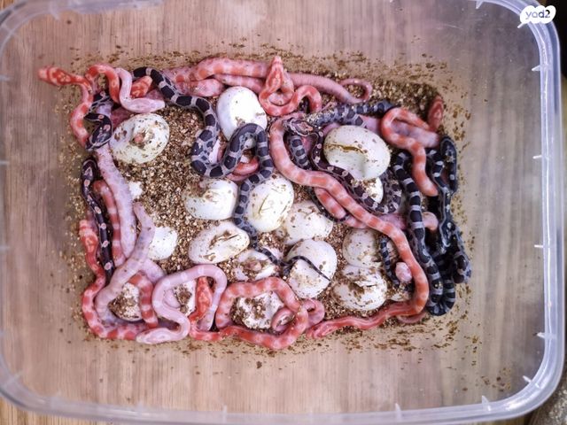 זוחל כרכן תירס