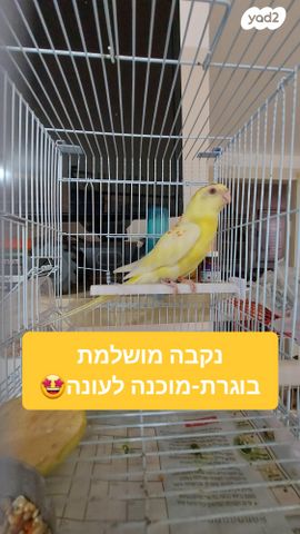 תמונת מודעה - חיות מחמד