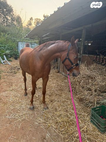 תמונת מודעה - חיות מחמד