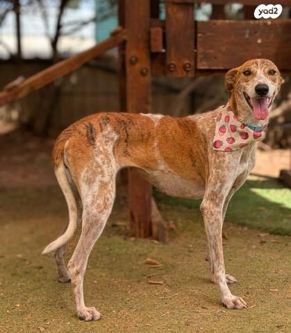 תמונת מודעה - חיות מחמד