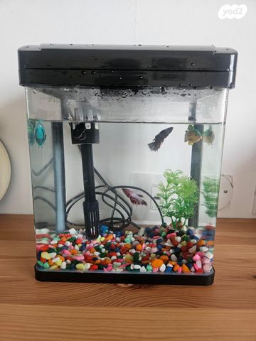 תמונת מודעה - חיות מחמד