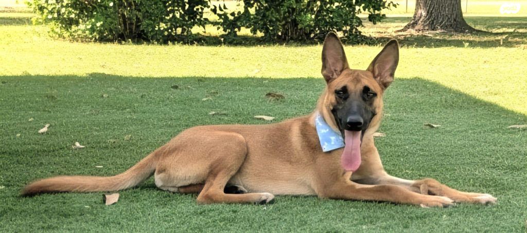 תמונת מודעה - חיות מחמד